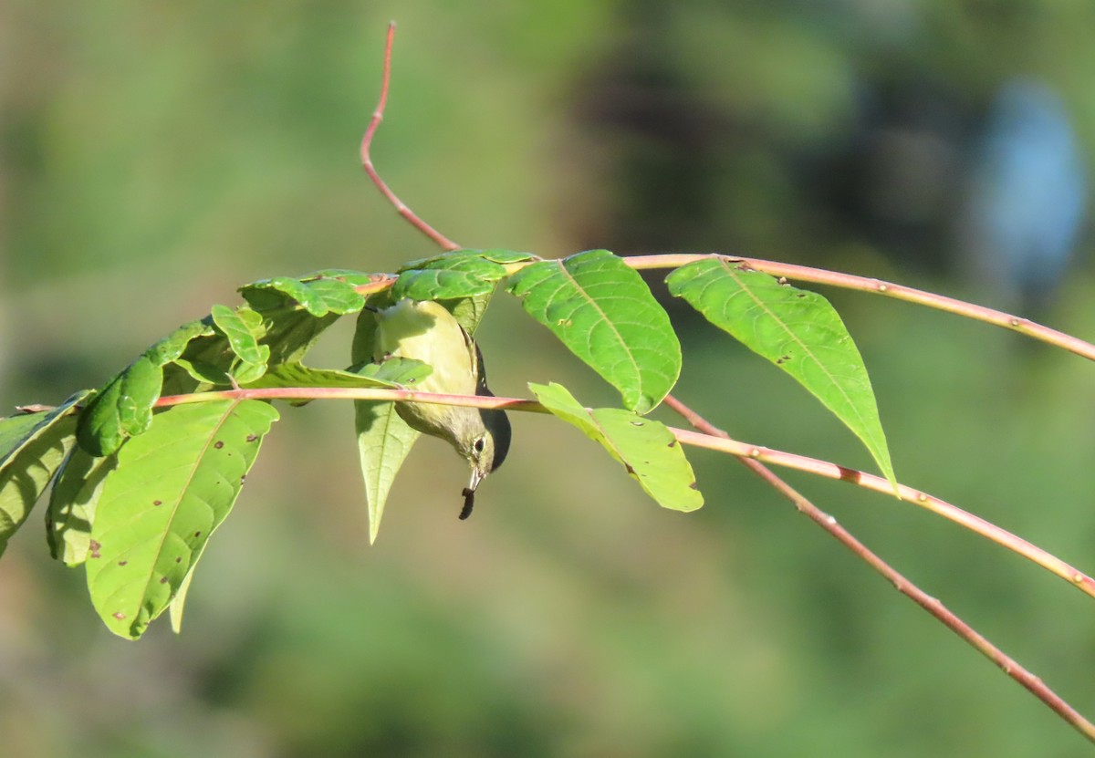 Orange-crowned Warbler - ML642711287