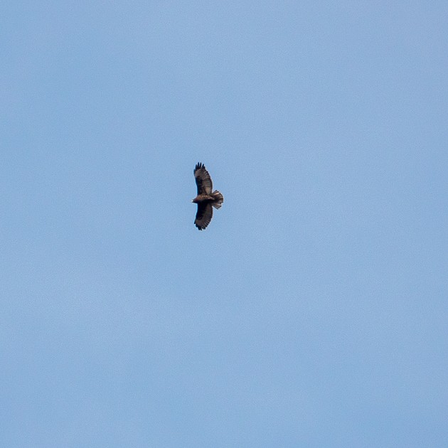 Red-tailed Hawk (Harlan's) - ML642711288