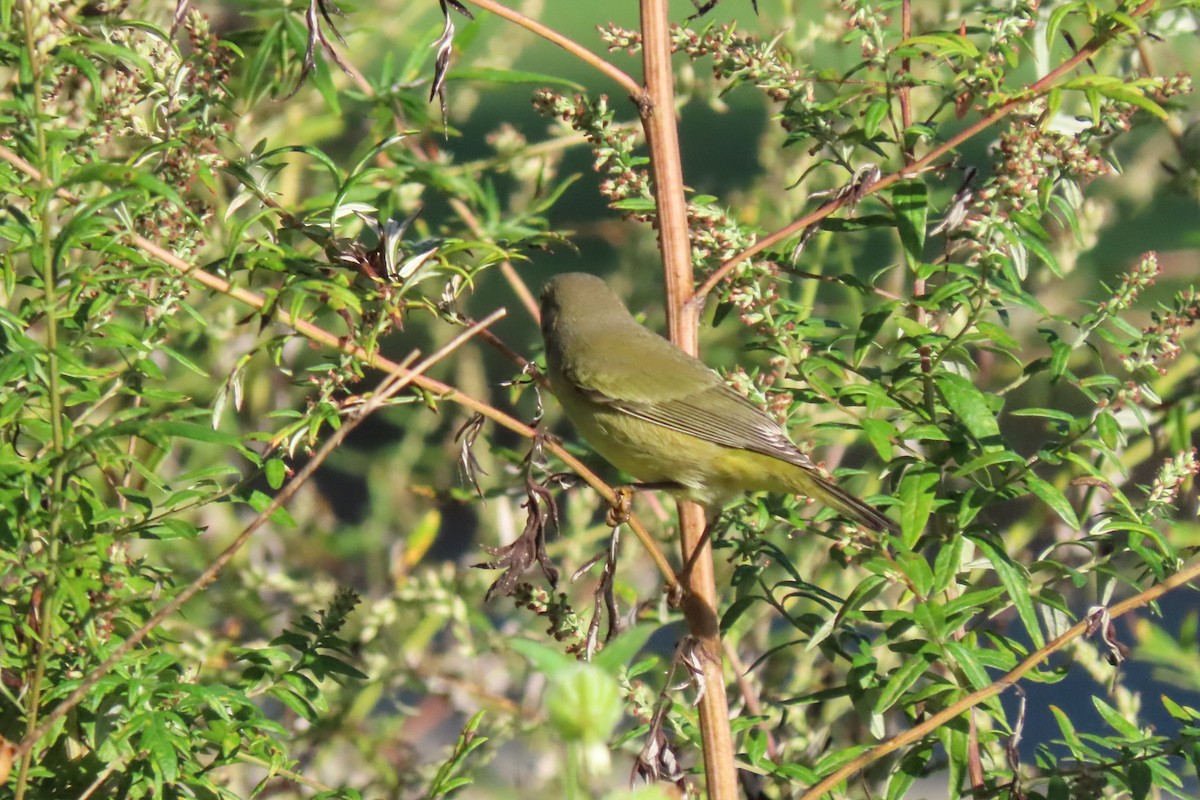 Orange-crowned Warbler - ML642711293