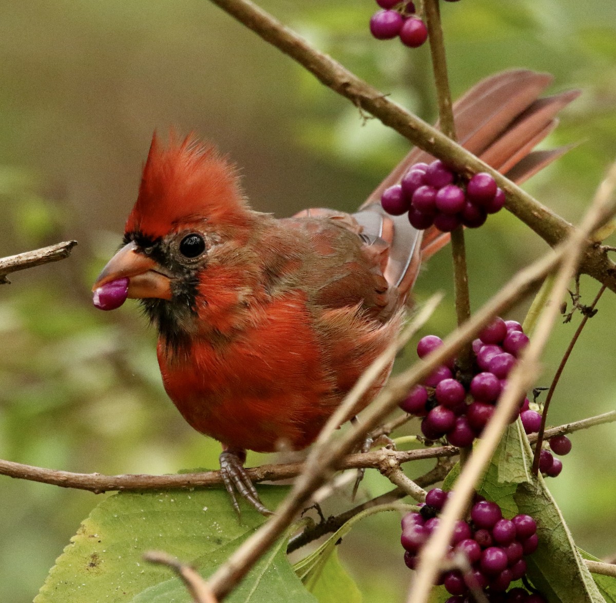 Northern Cardinal - ML642711294
