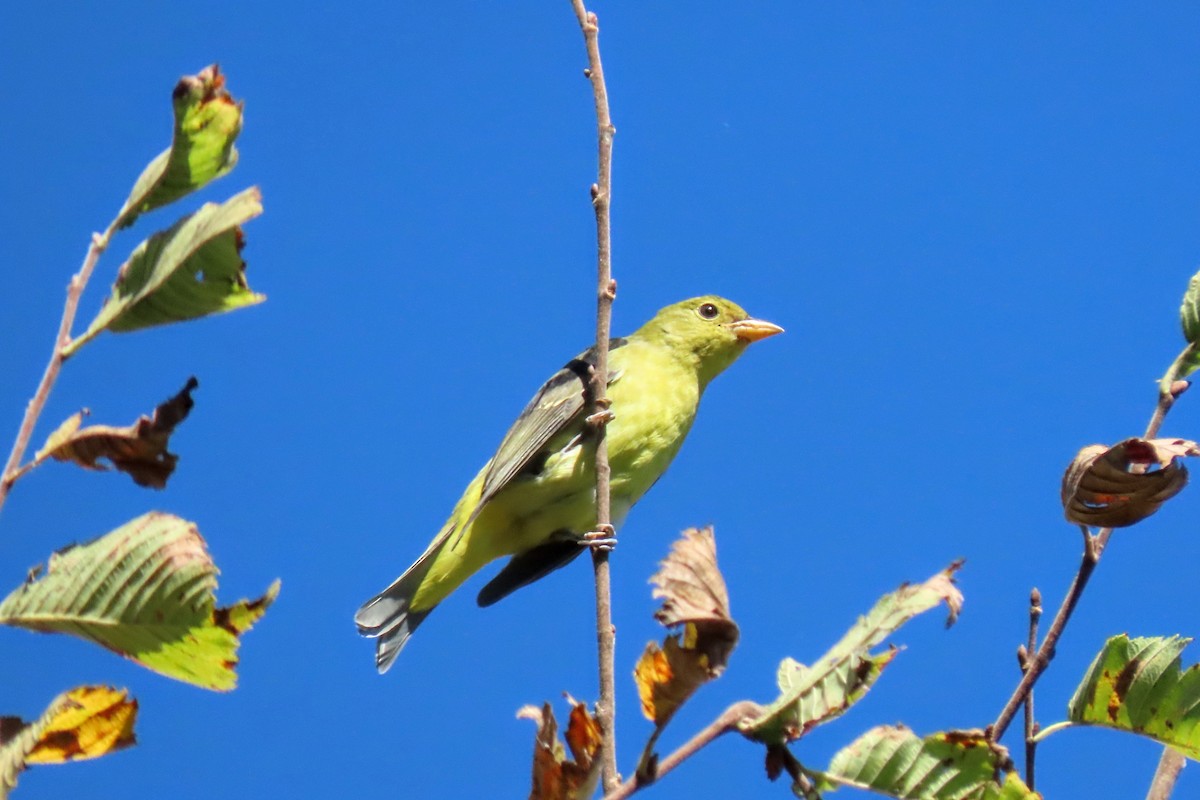 Scarlet Tanager - ML642711303