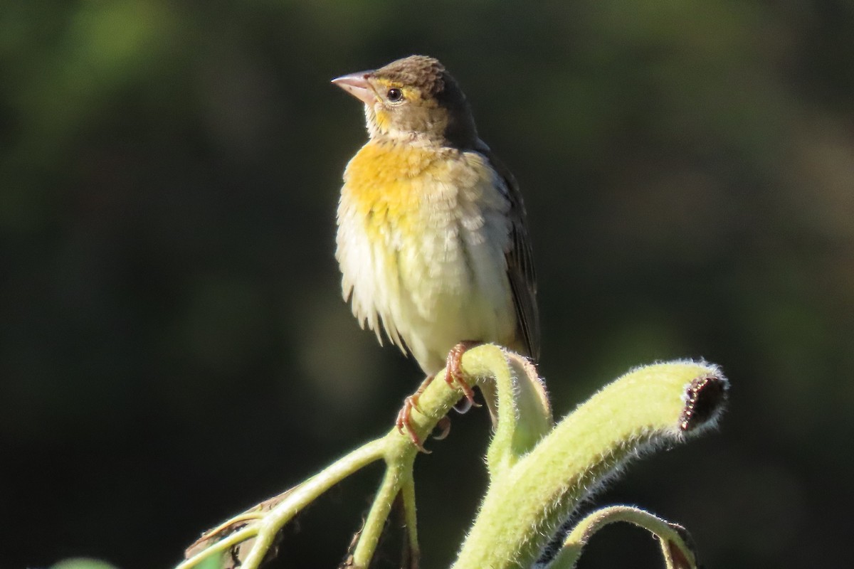 Dickcissel - ML642711305