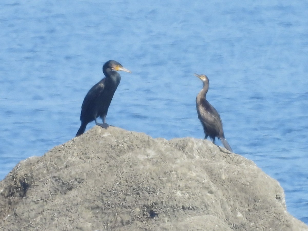 Cormorán Moñudo - ML642711312