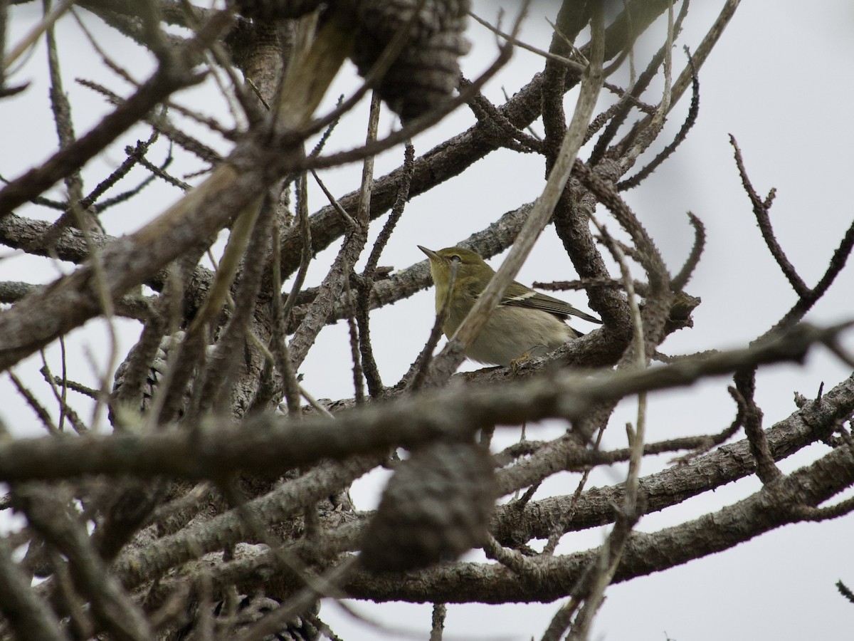 Blackpoll Warbler - ML642711319