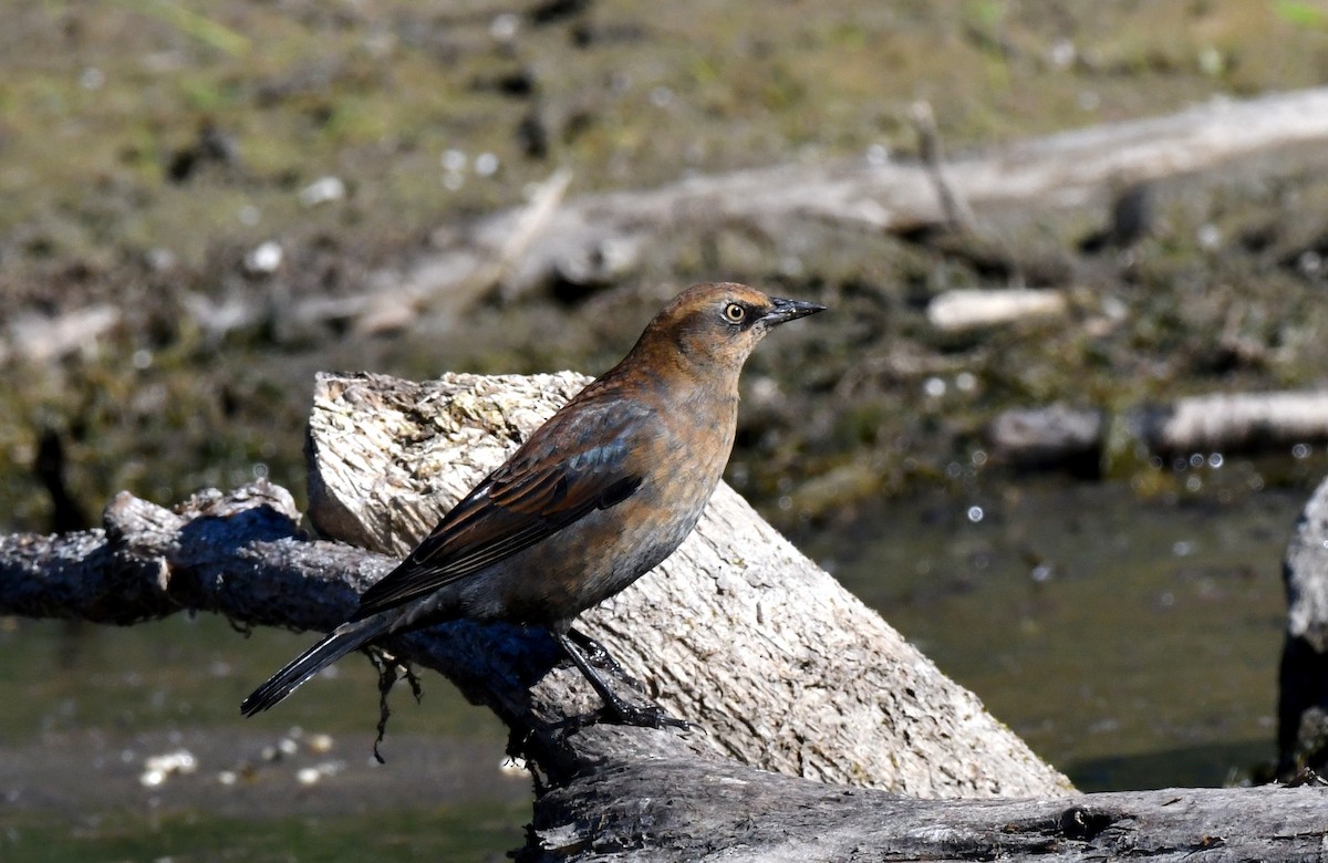 Pas Rengi Karatavuk - ML642711320