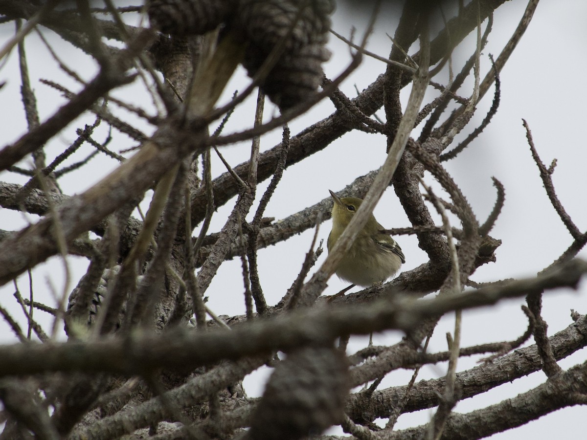 Blackpoll Warbler - ML642711321