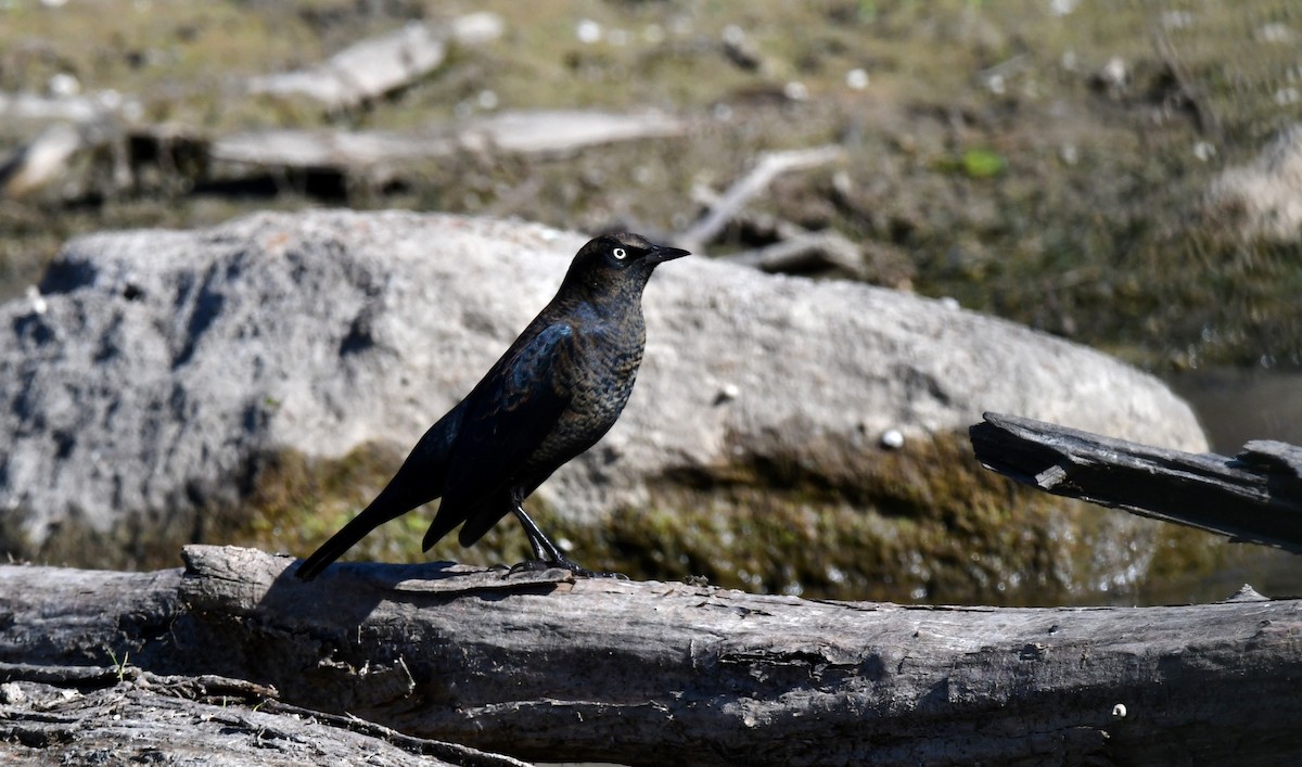 Pas Rengi Karatavuk - ML642711323