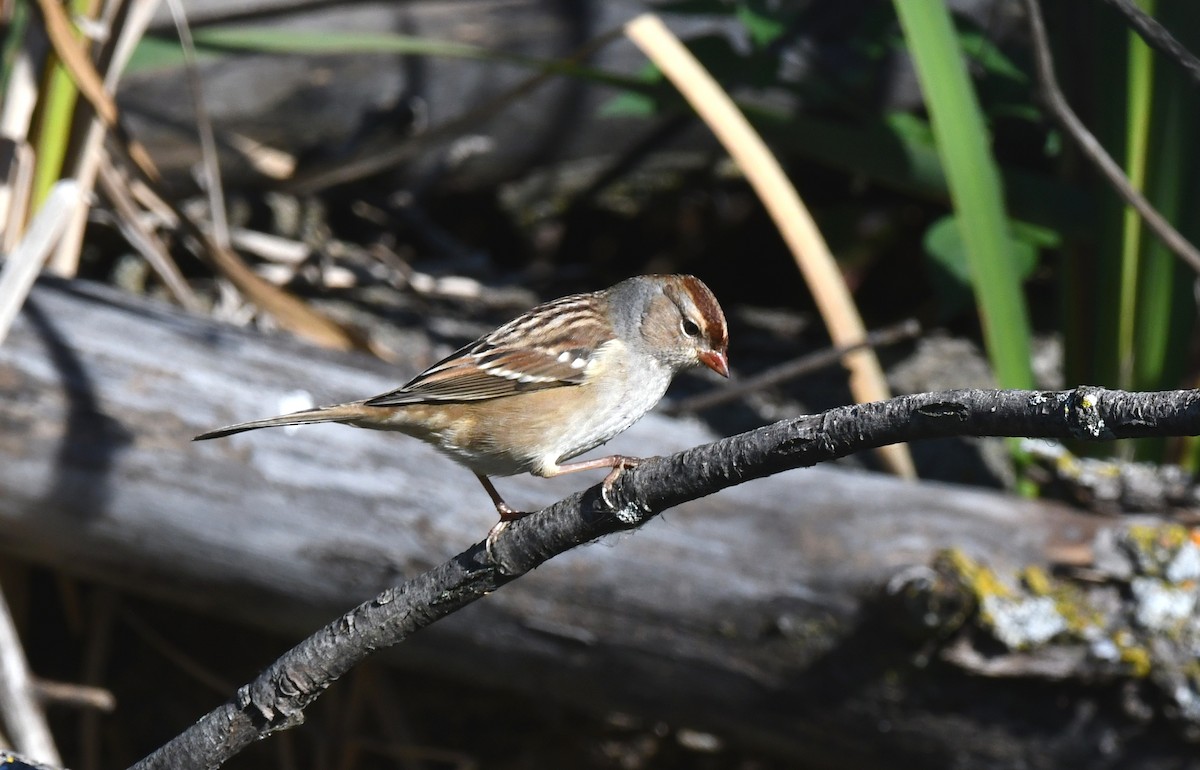 Porsuk Serçesi - ML642711333