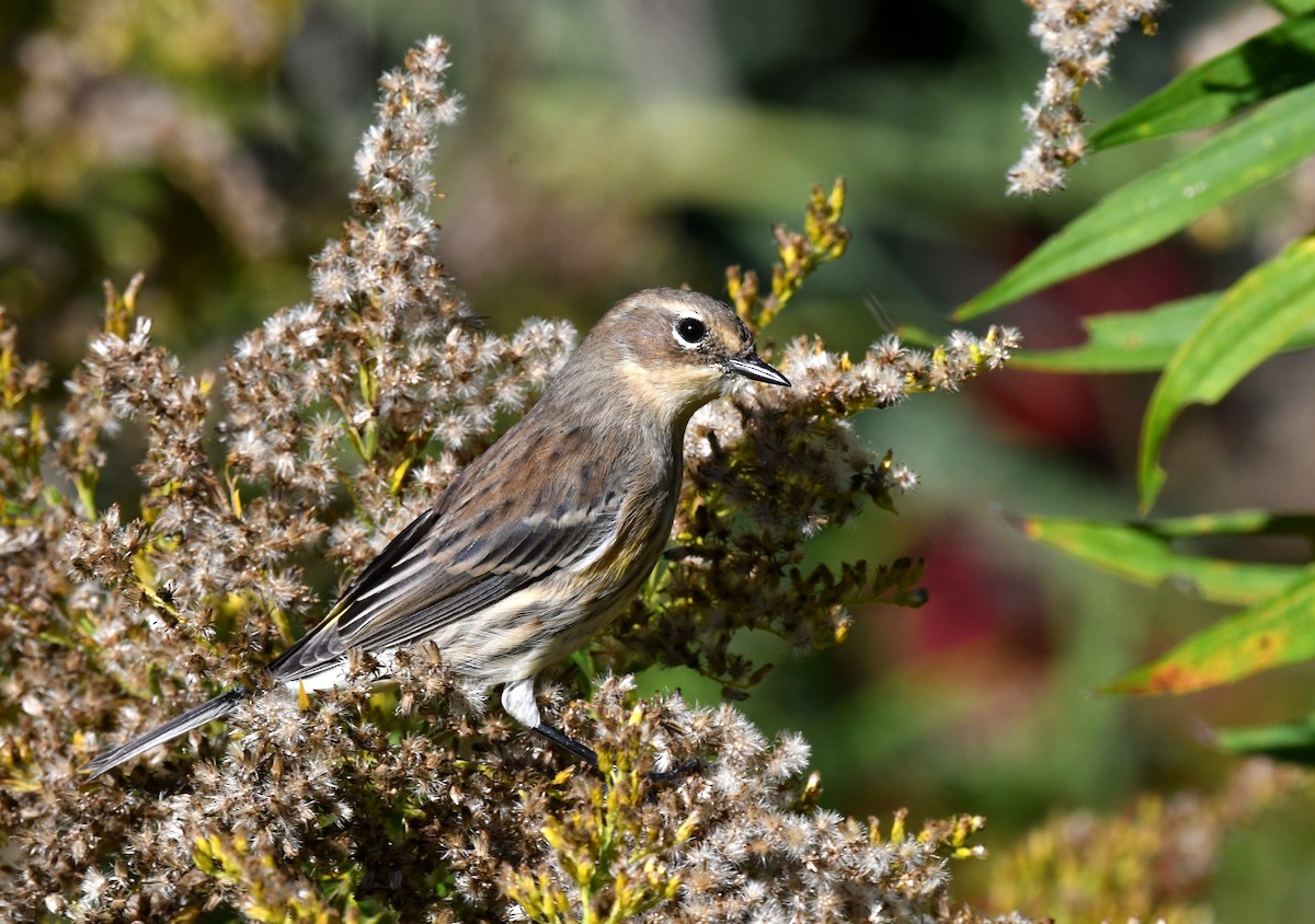 Taçlı Ötleğen - ML642711341