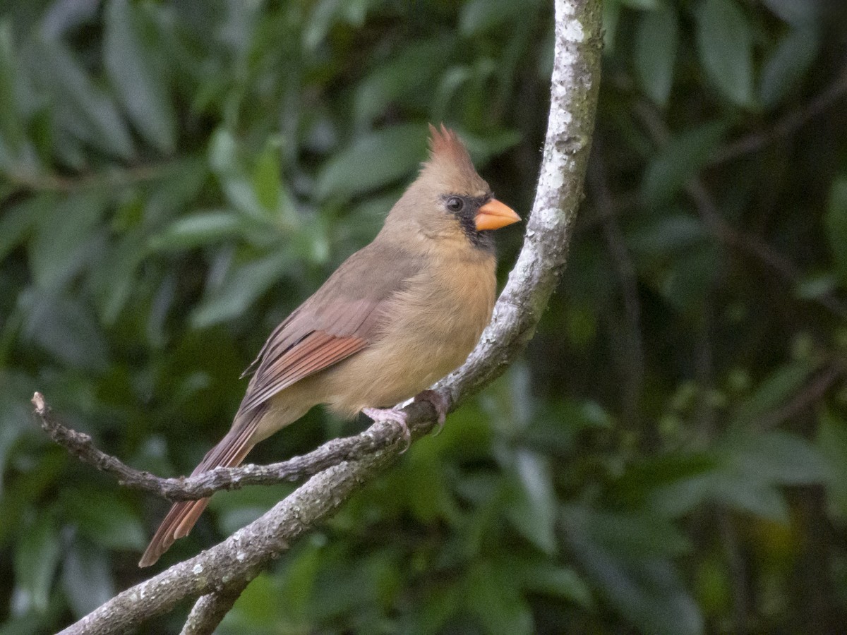 Northern Cardinal - ML642711344