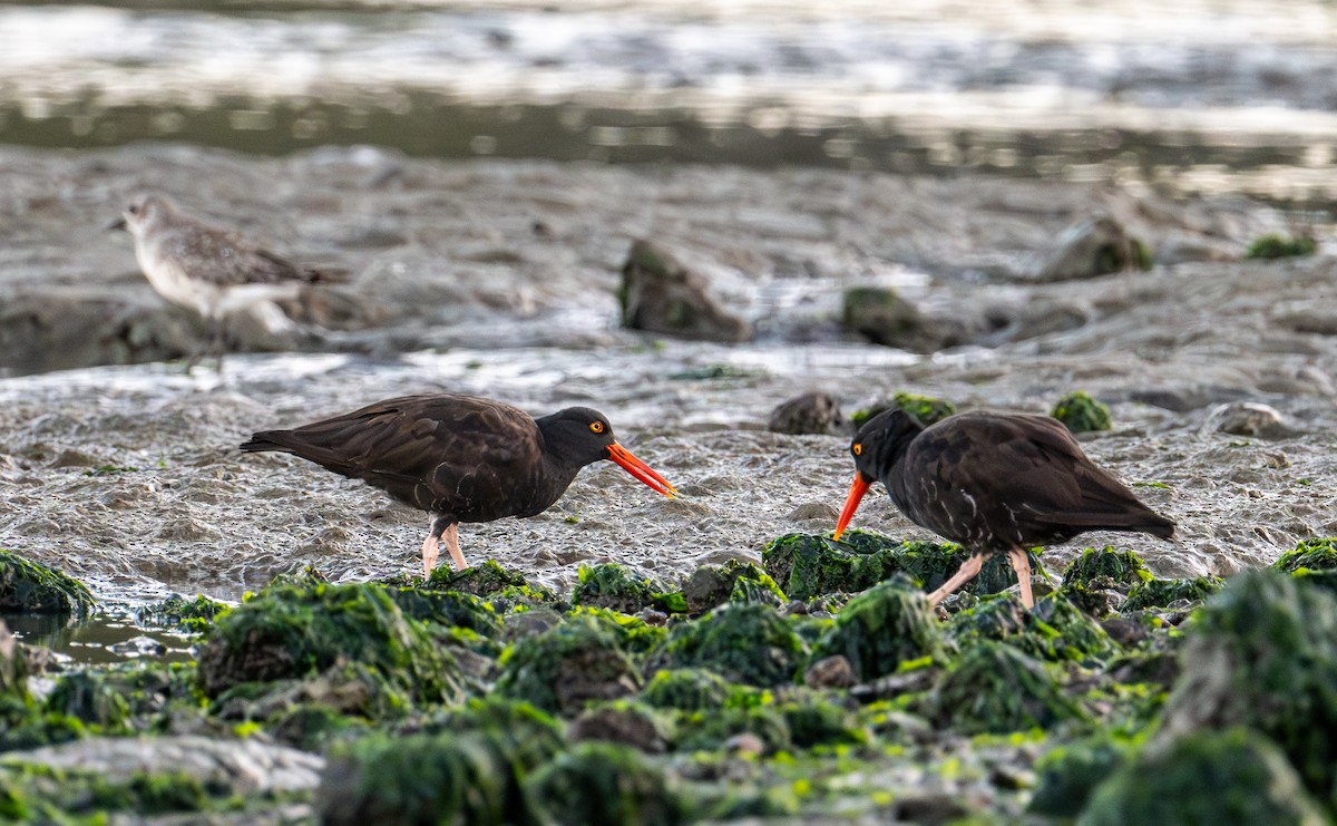 Black Oystercatcher - ML642711348