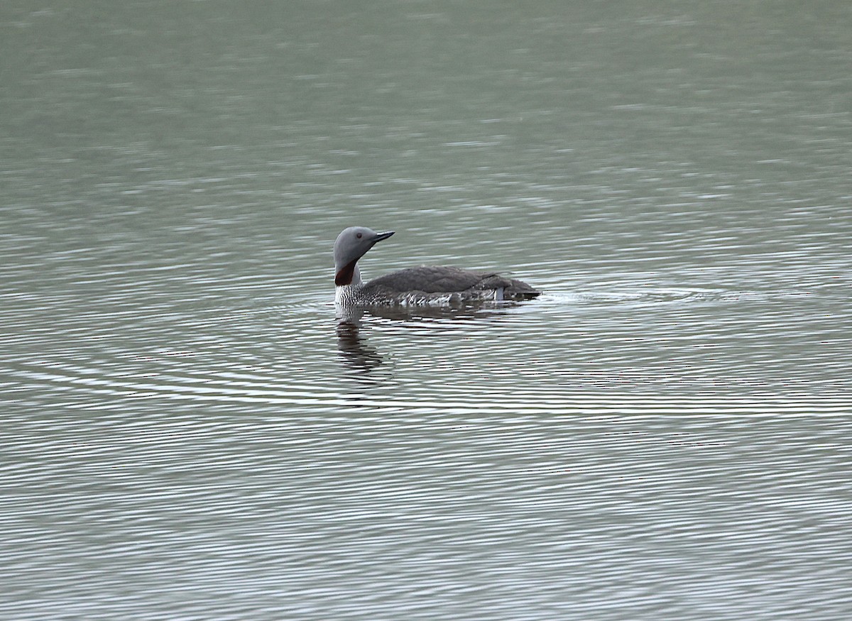 Red-throated Loon - ML642711349
