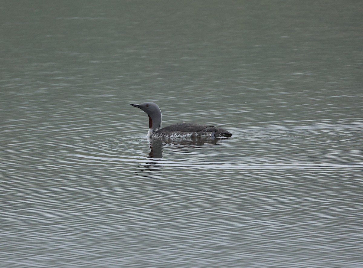 Red-throated Loon - ML642711350