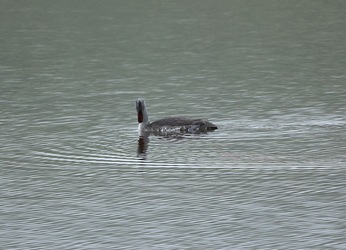 Red-throated Loon - ML642711351