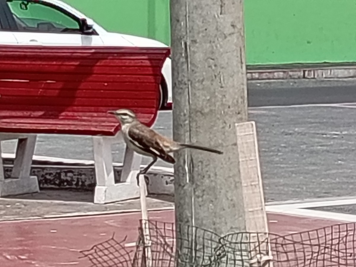 White-banded Mockingbird - ML642711353