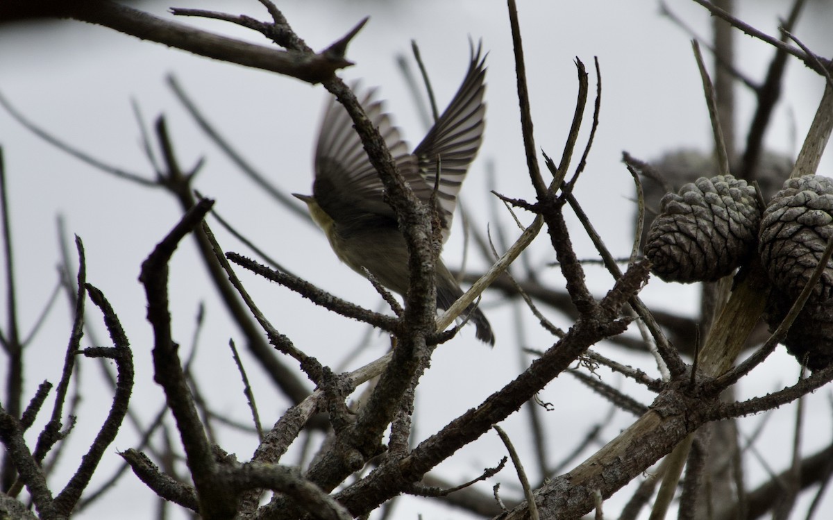 Blackpoll Warbler - ML642711375