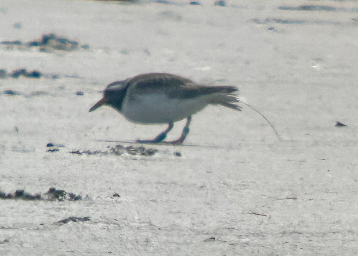 Shore Plover - ML642711376