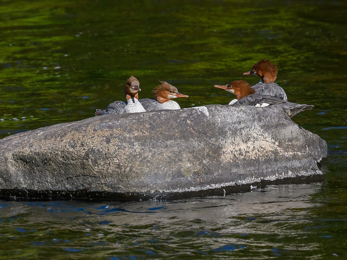 Common Merganser - ML642711387