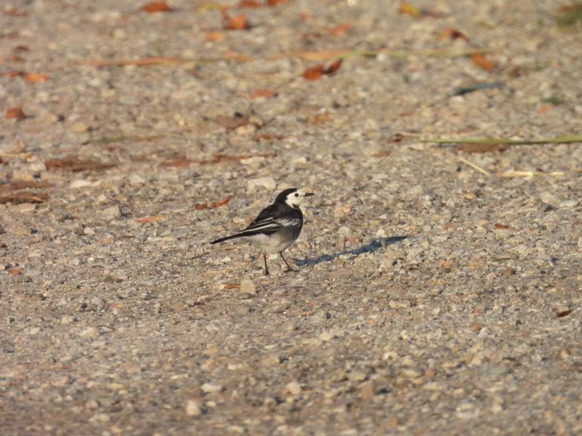 White Wagtail - ML642711390