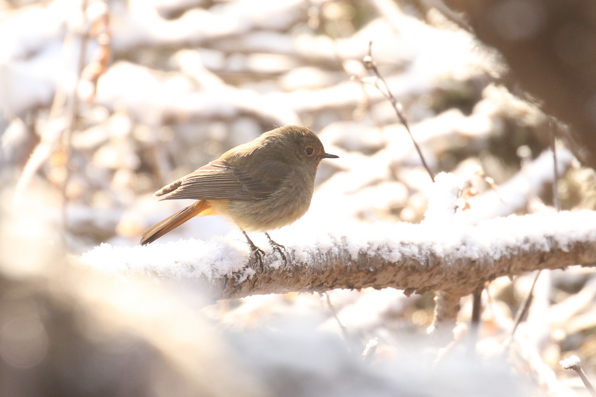 Blue-fronted Redstart - ML642711392
