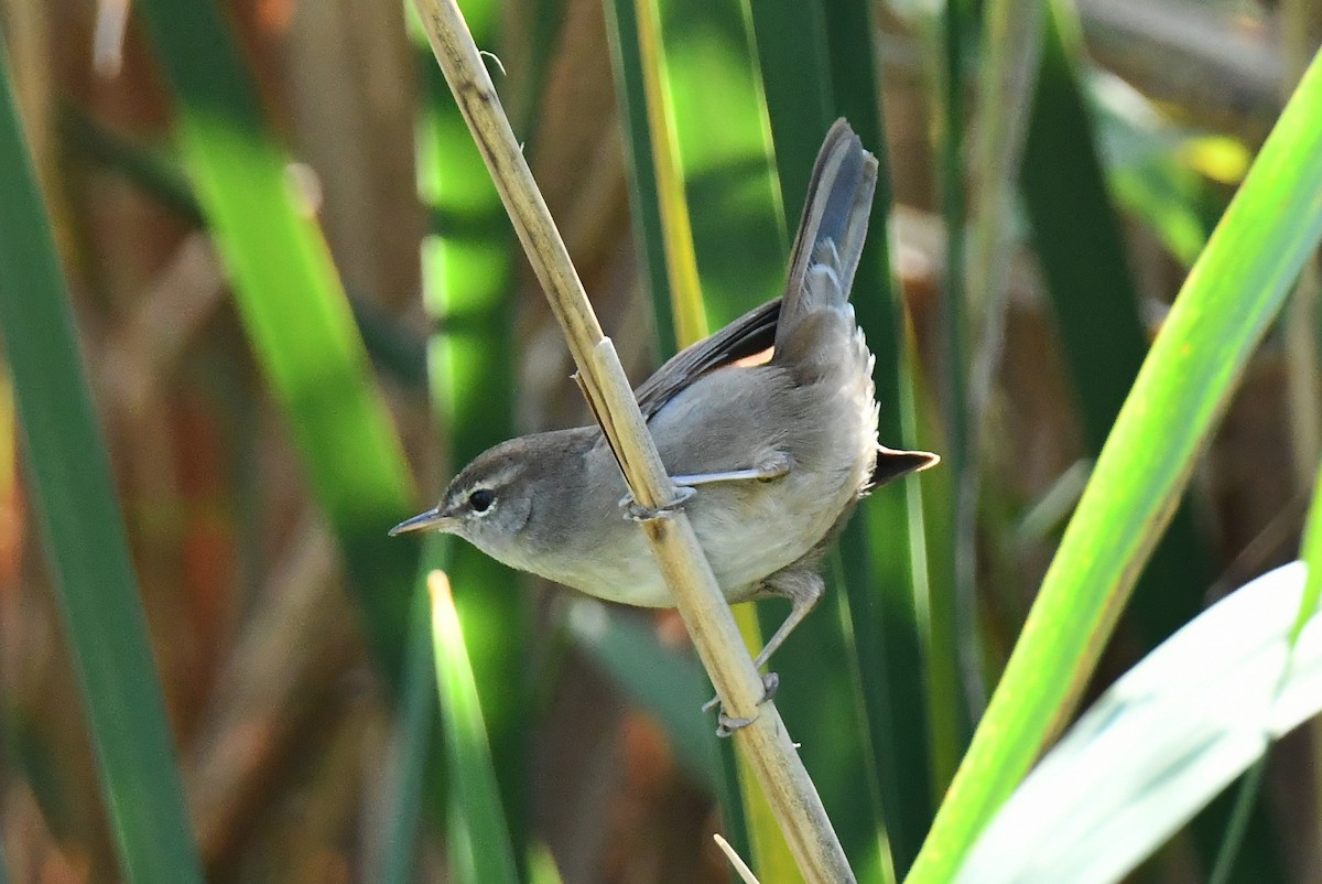 Cetti's Warbler - ML642711409