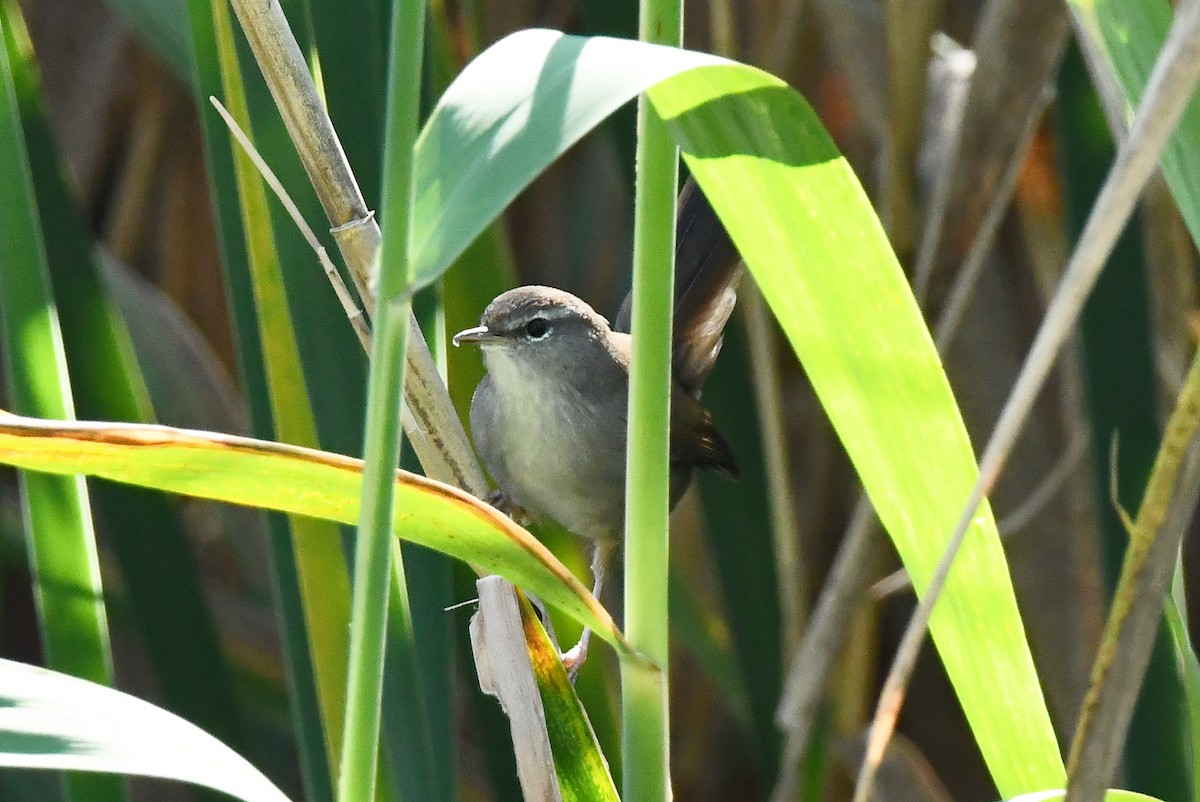 Cetti's Warbler - ML642711410