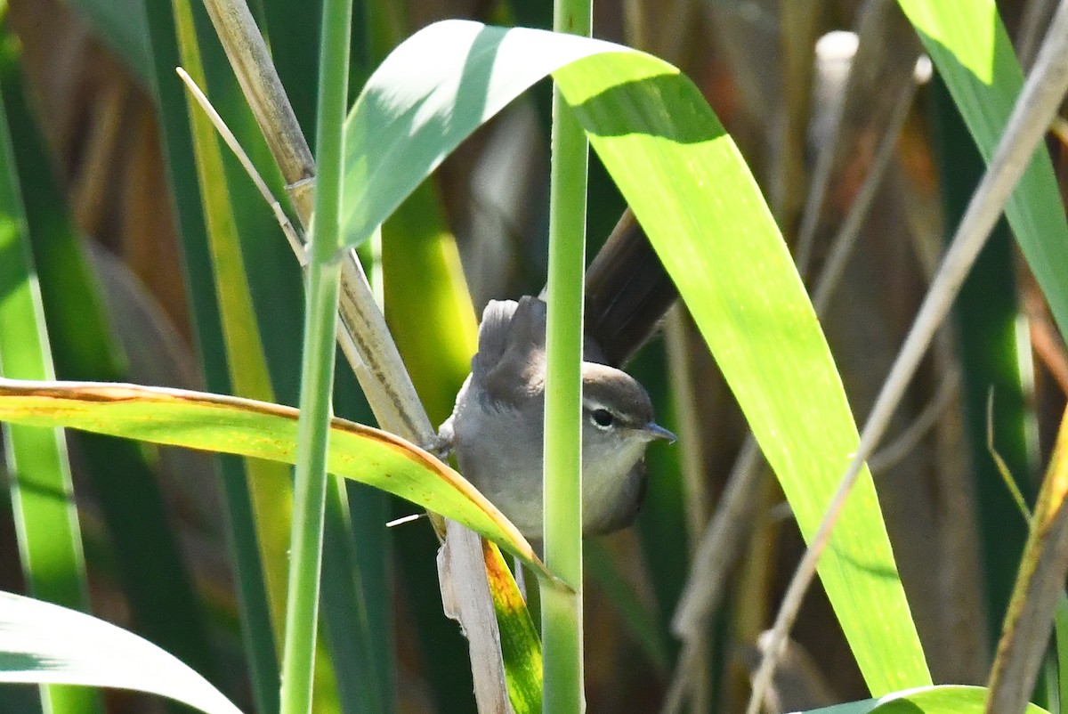 Cetti's Warbler - ML642711411