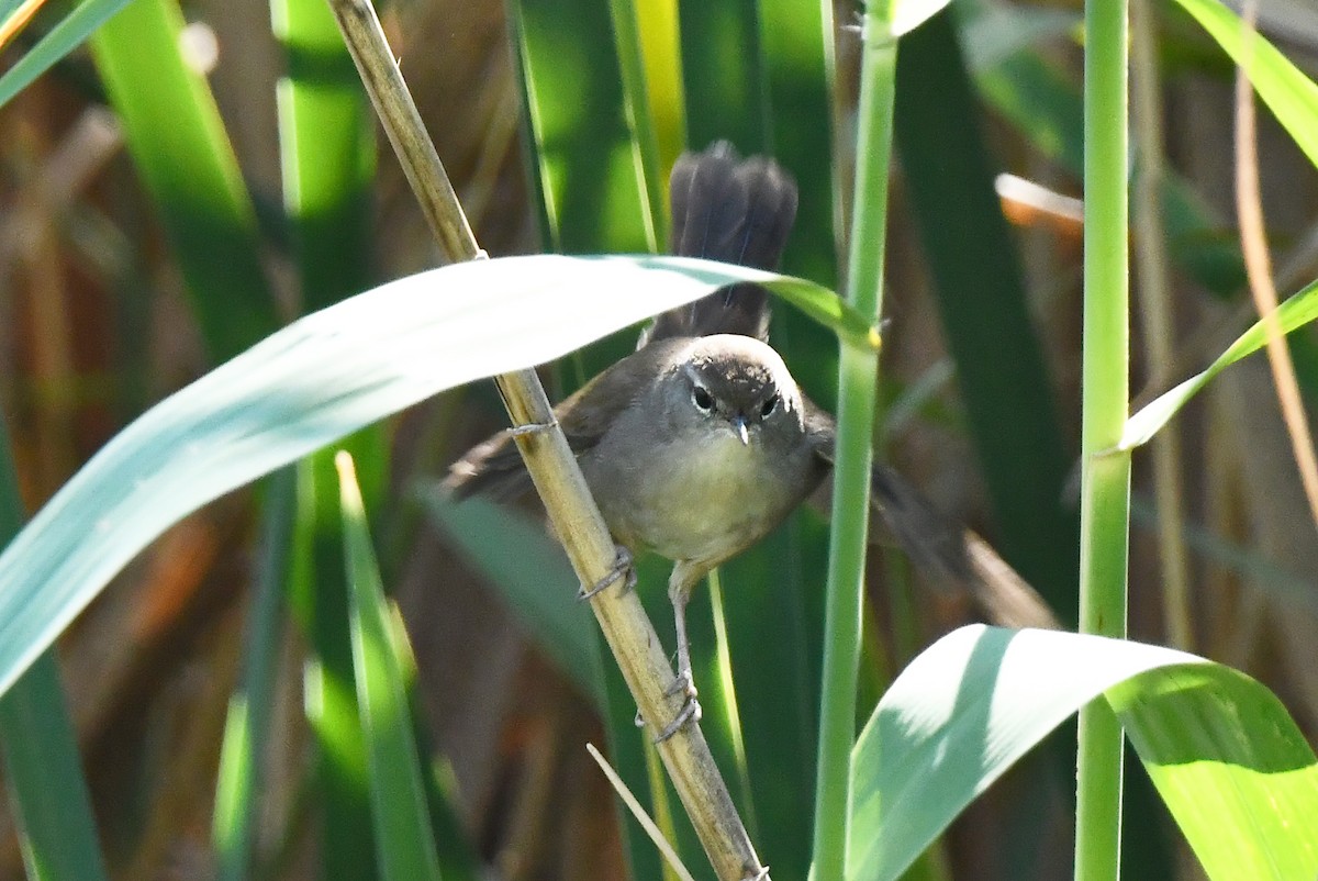Cetti's Warbler - ML642711412