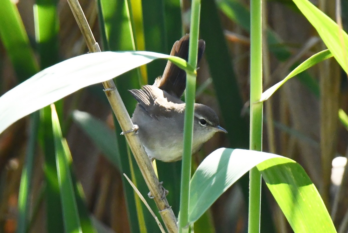 Cetti's Warbler - ML642711413