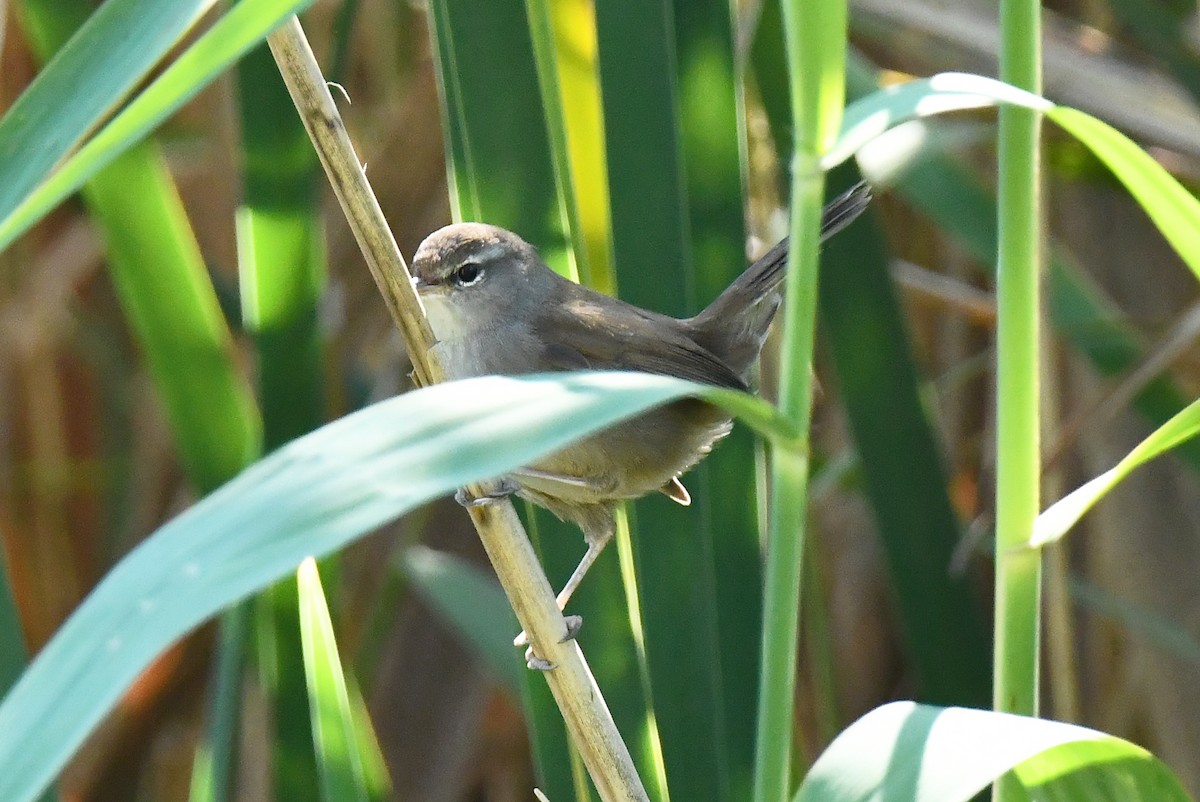 Cetti's Warbler - ML642711414
