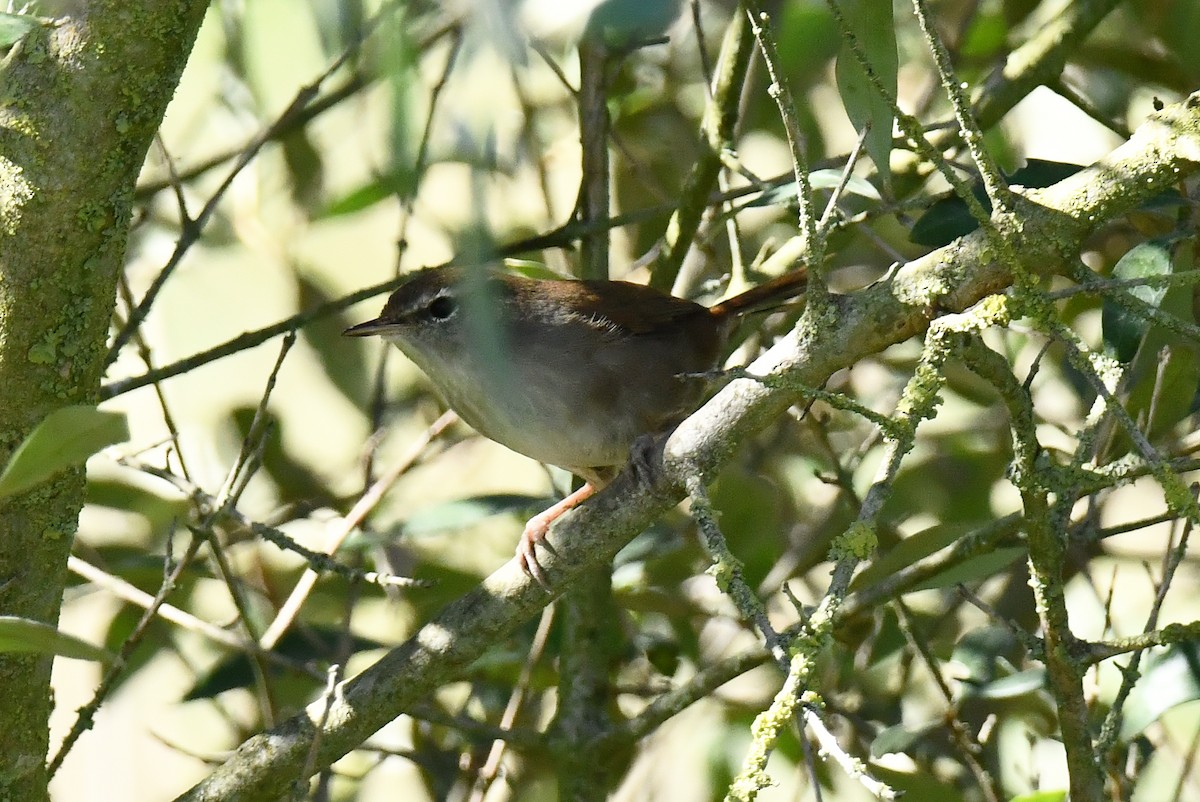 Cetti's Warbler - ML642711415