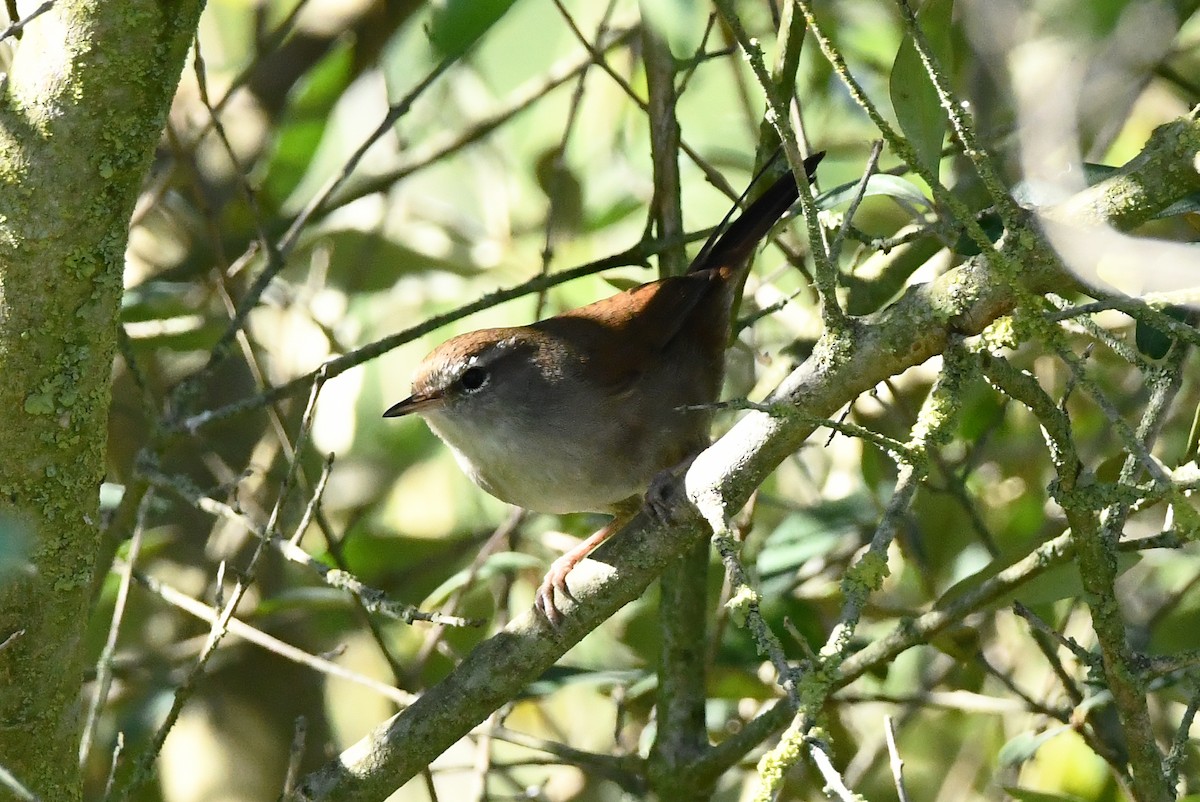 Cetti's Warbler - ML642711416
