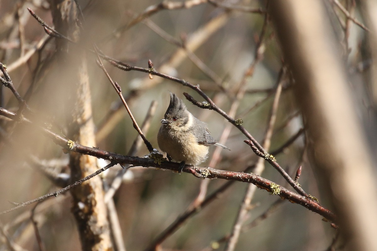 Gray-crested Tit - ML642711427
