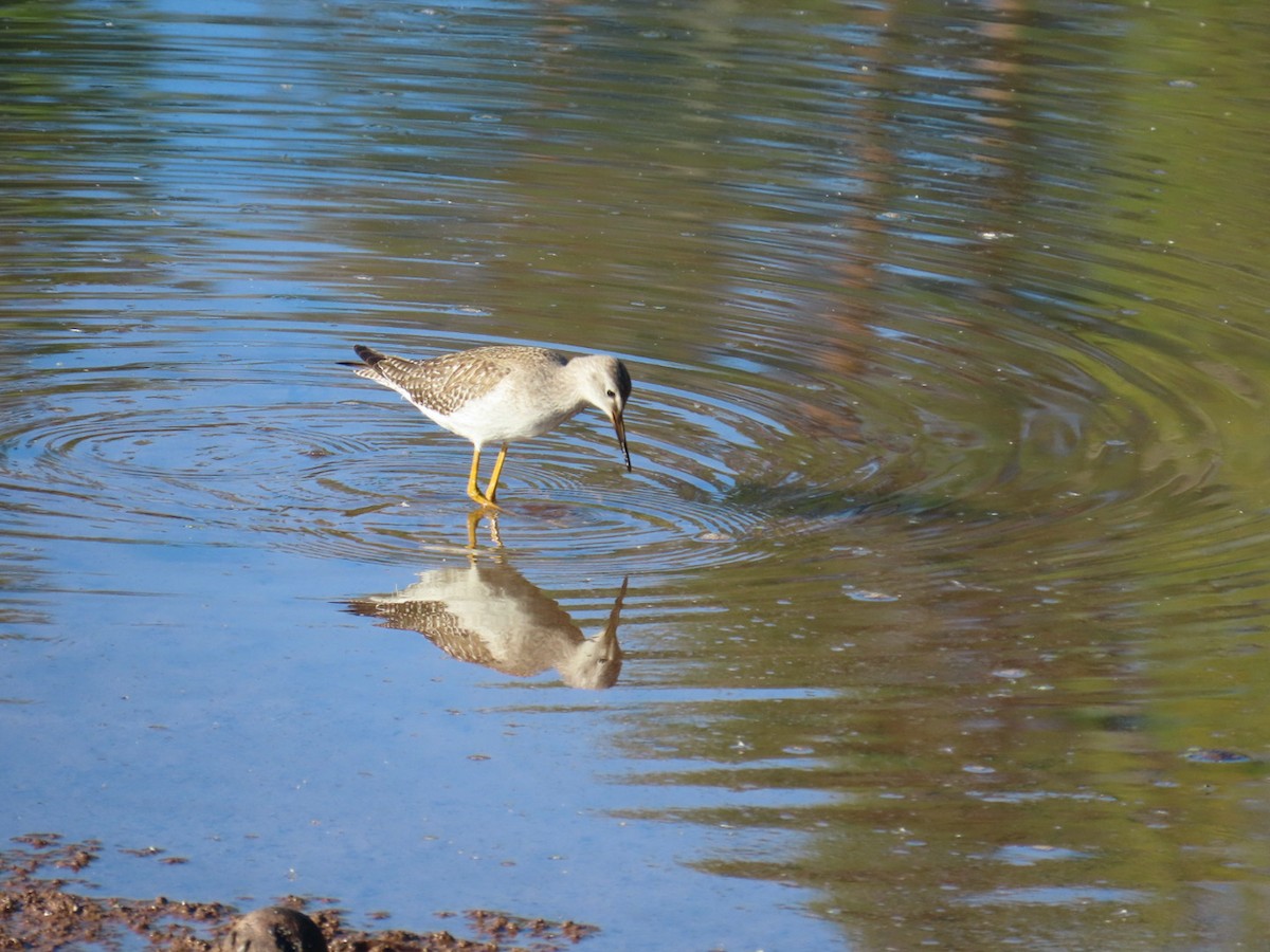 gulbeinsnipe - ML642711495