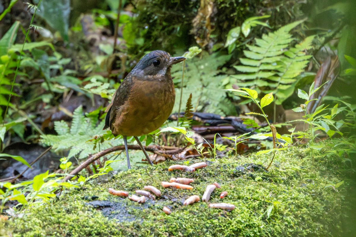 Moustached Antpitta - ML642711503