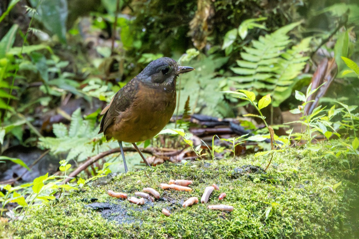 Moustached Antpitta - ML642711504