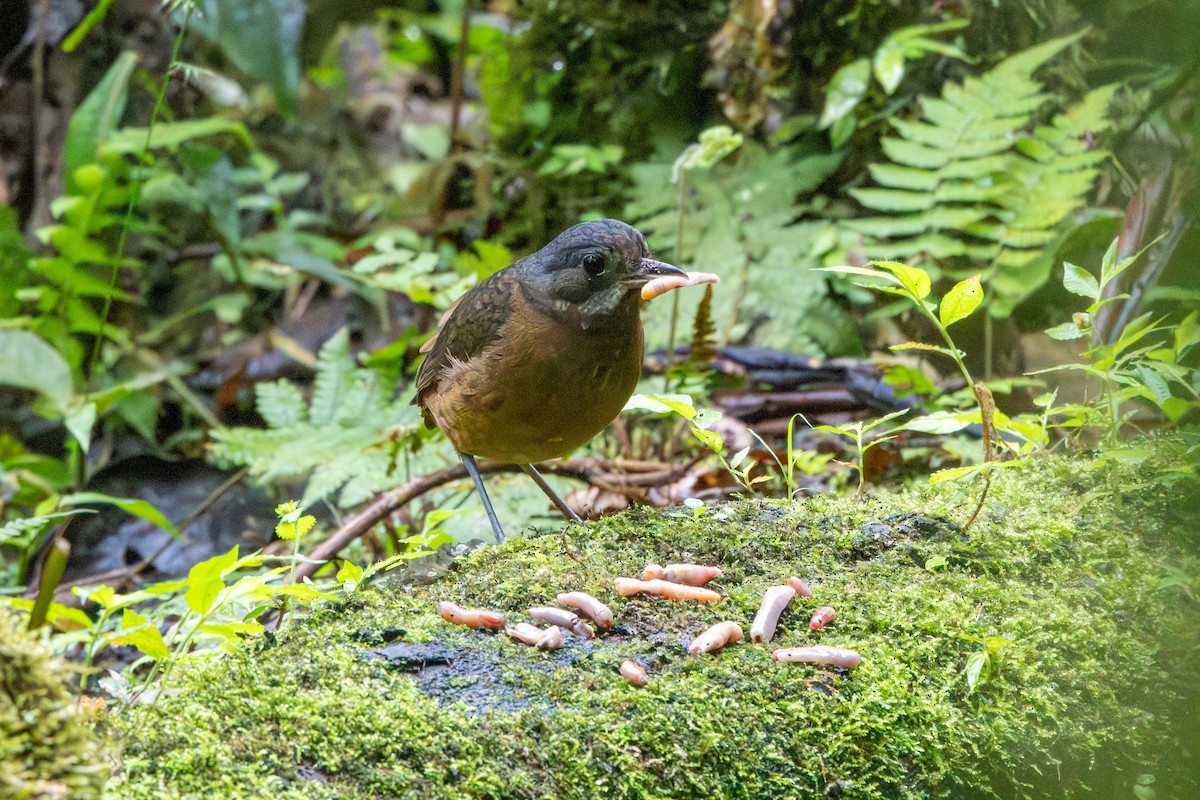 Moustached Antpitta - ML642711505