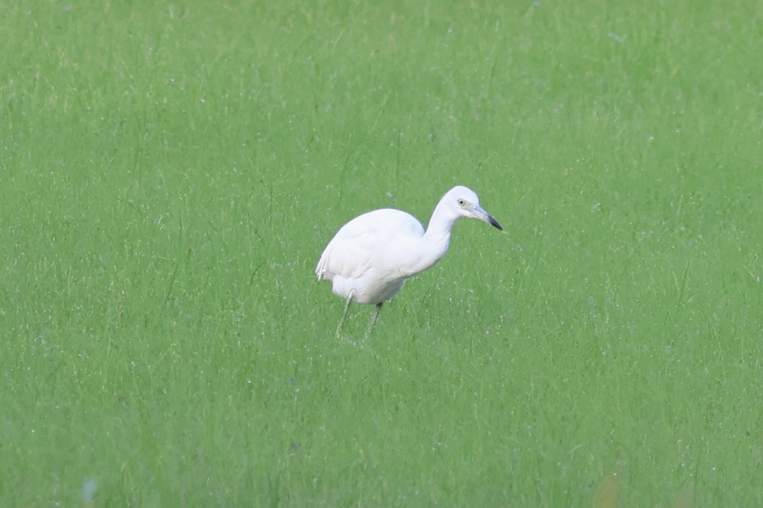 Little Blue Heron - ML642711506