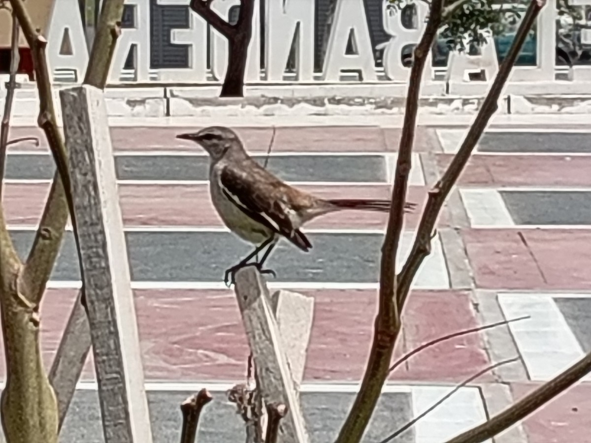 White-banded Mockingbird - ML642711511