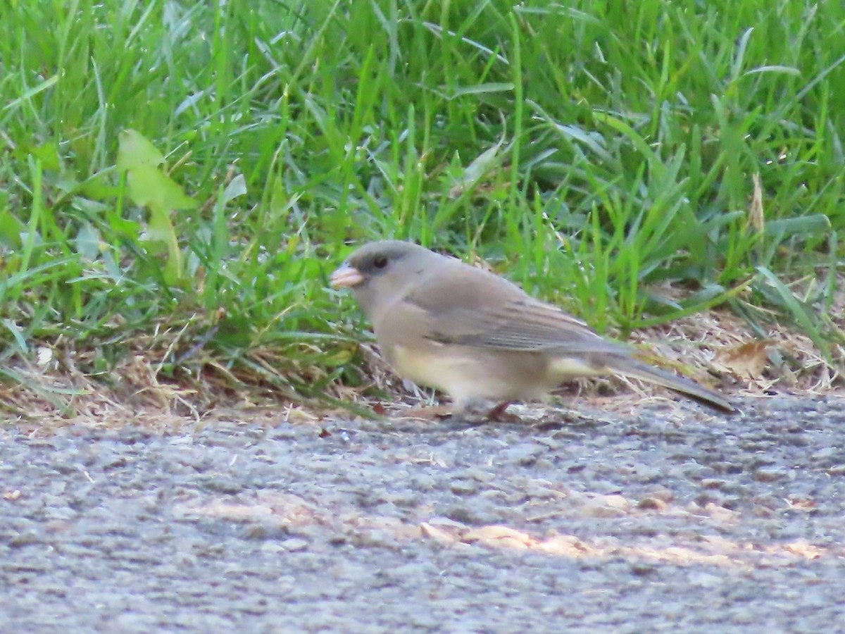 vinterjunko (hyemalis/carolinensis) - ML642711528