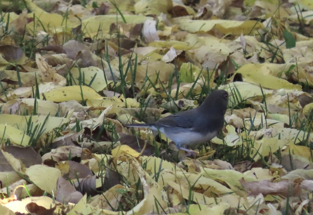 vinterjunko (hyemalis/carolinensis) - ML642711529
