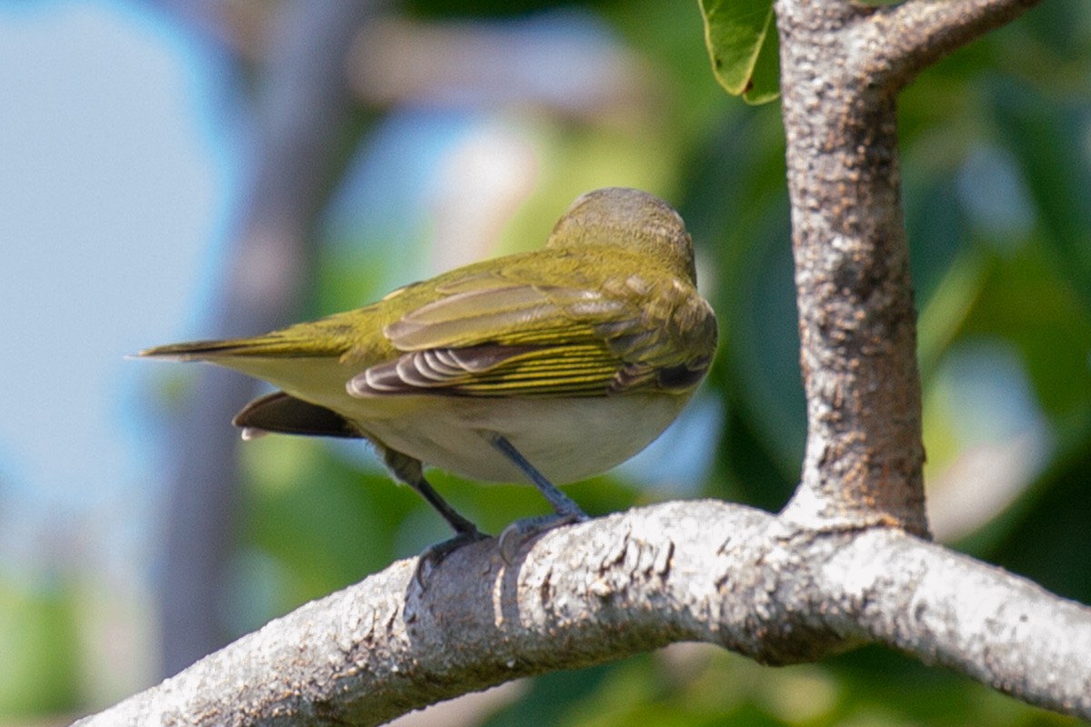 Red-eyed Vireo - ML642711541