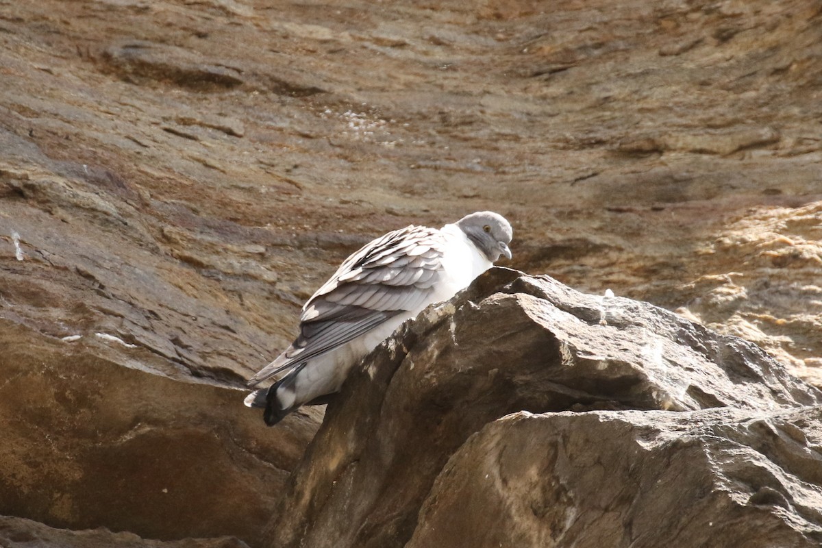 Snow Pigeon - ML642711545