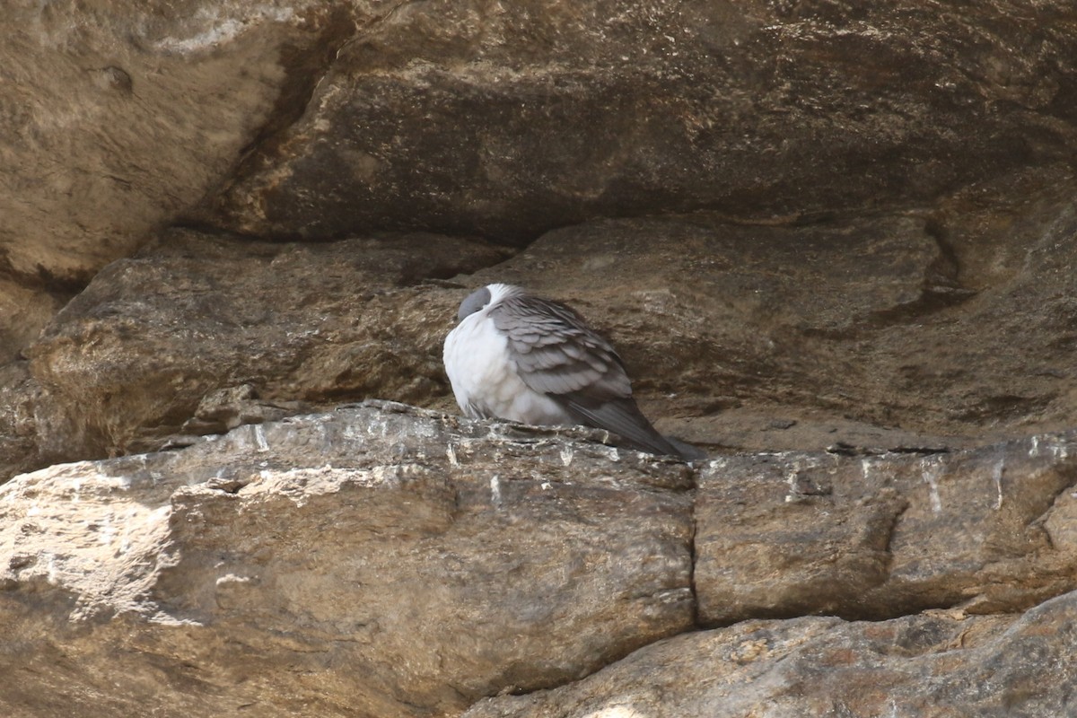 Snow Pigeon - ML642711546