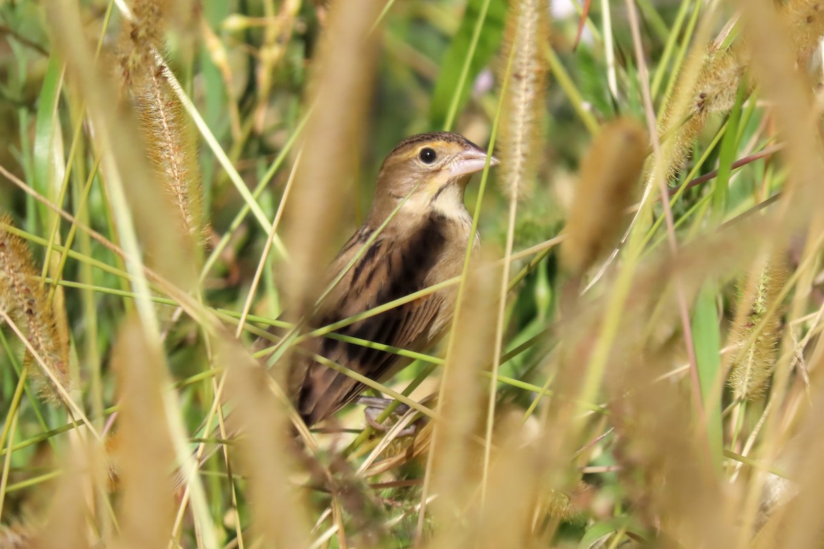 Dickcissel - ML642711554