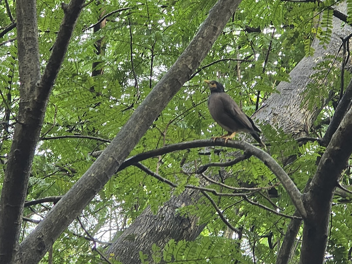 Common Myna - ML642711556