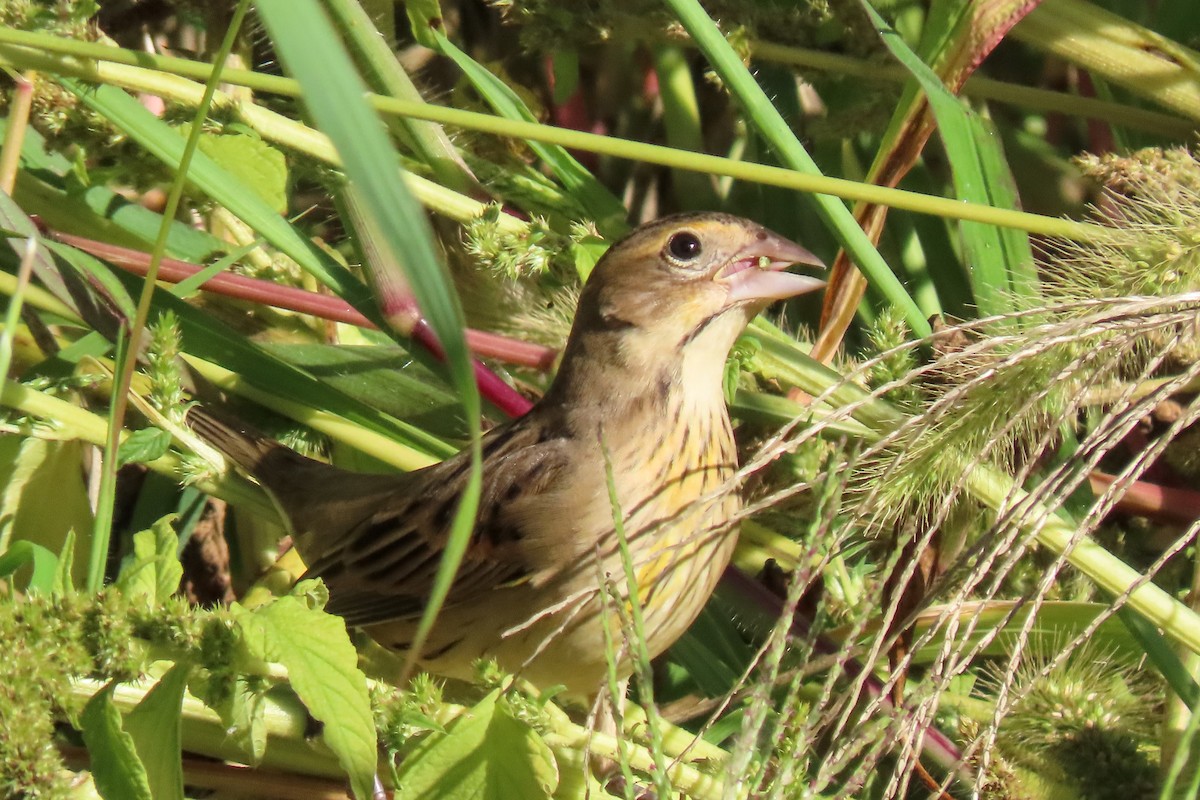 Dickcissel - ML642711558