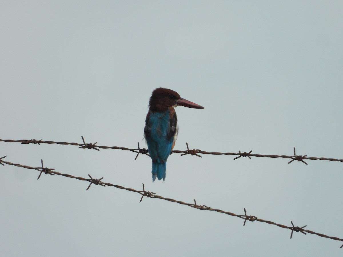 White-throated Kingfisher - ML642711565