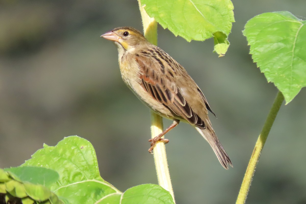 Dickcissel - ML642711569
