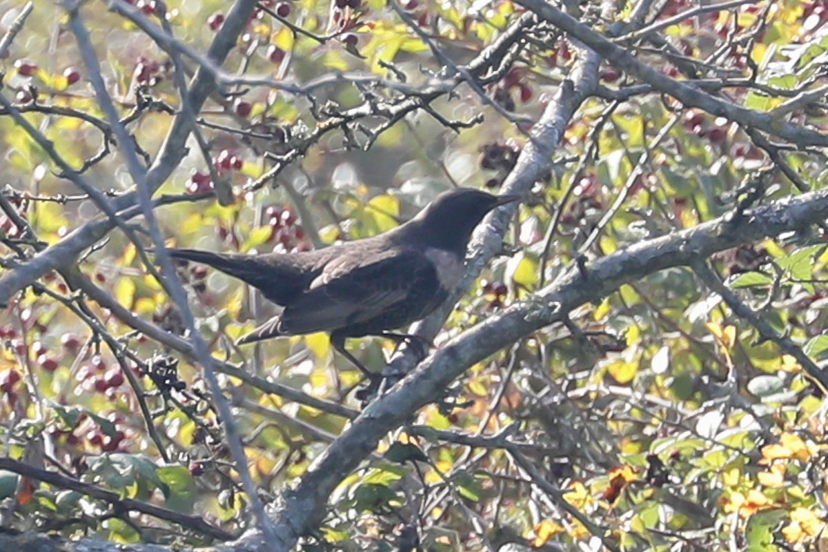 Ring Ouzel - ML642711571
